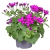 Senetti Percallis mixkar