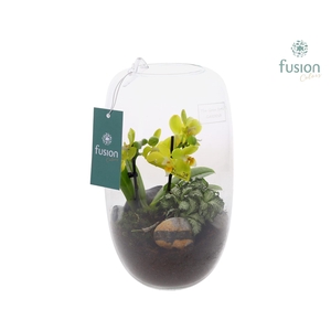 Green Bottle Isabella Medium met Phalaenopsis arrangement