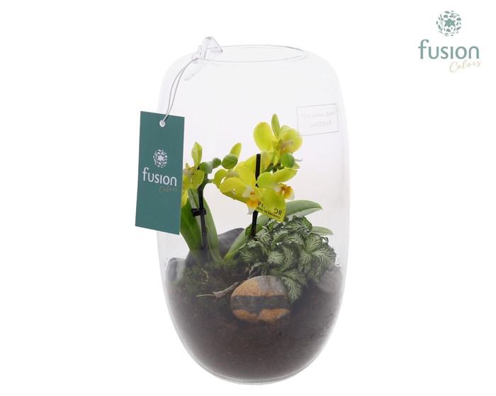 <h4>Green Bottle Isabella Medium met Phalaenopsis arrangement</h4>