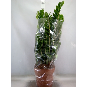 Zamioculcas zamiifolia