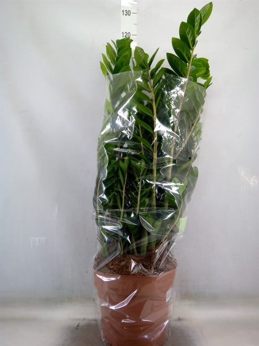 <h4>Zamioculcas zamiifolia</h4>