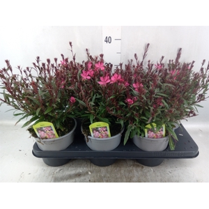 Gaura lindheimeri 'Belleza Comp Pk'