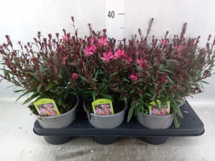 <h4>Gaura lindheimeri 'Belleza Comp Pk'</h4>