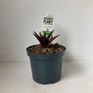 Eucomis autumnalis