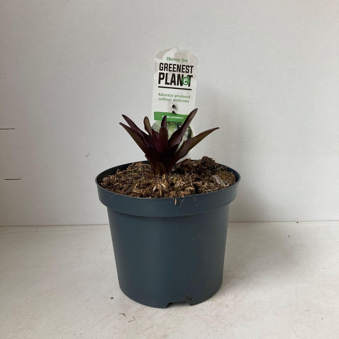 <h4>Eucomis autumnalis</h4>
