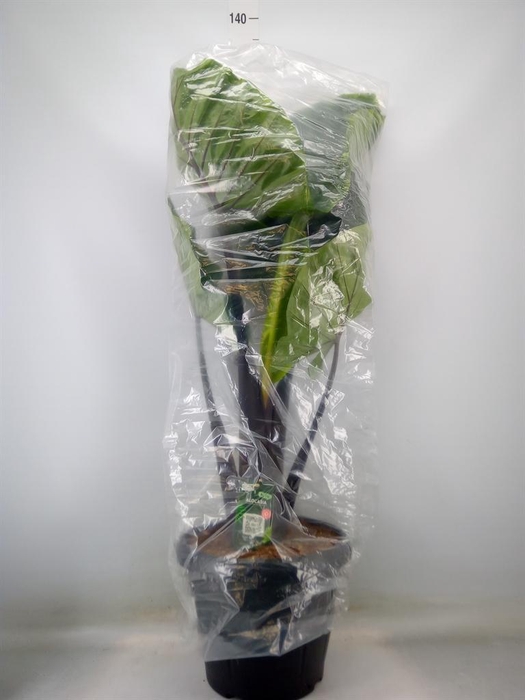 <h4>Alocasia   ...</h4>