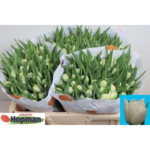 Tulipa do iceberg