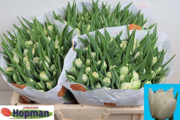 <h4>Tulipa do iceberg</h4>