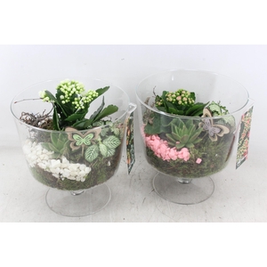 arr2 MB - Glas op voet 344/3 - roze/wit