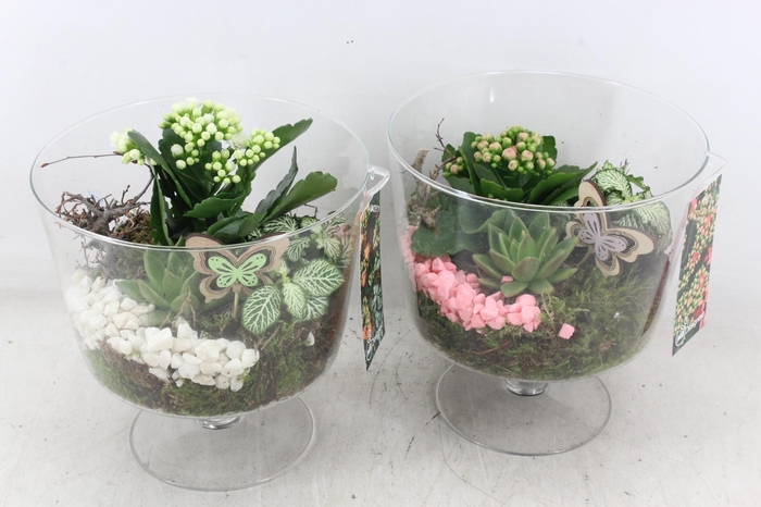 <h4>arr2 MB - Glas op voet 344/3 - roze/wit</h4>