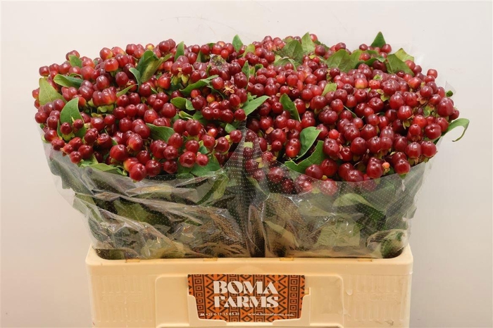 <h4>HYP MAG CHERRY</h4>