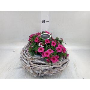 Arr.   Perkplanten L%