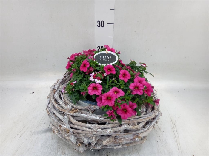 <h4>Arr.   Perkplanten L%</h4>