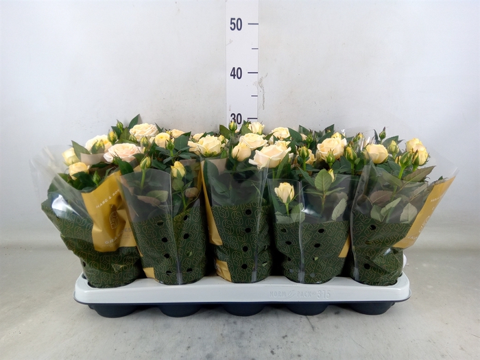 <h4>Rosa  'Belami Kordana'</h4>