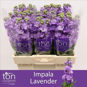 Matthiola incana 'Impala Lavender'