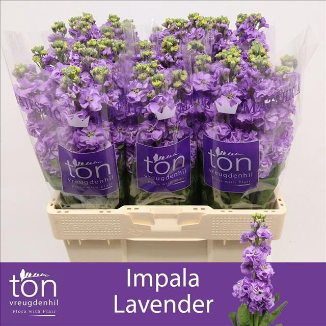 <h4>Matthiola incana 'Impala Lavender'</h4>