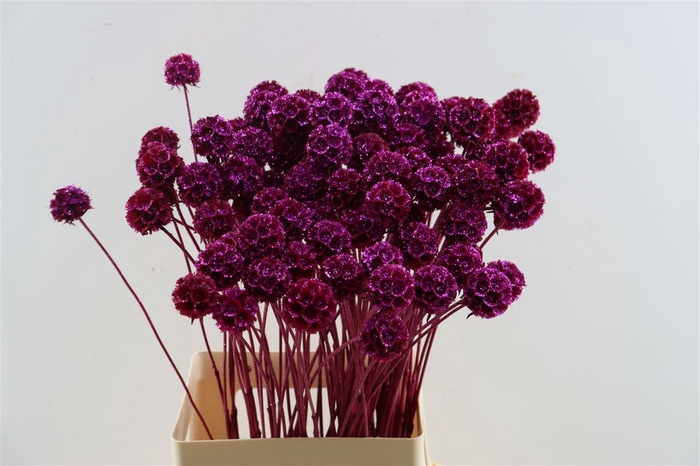 <h4>Scabiosa Erica + Glitter</h4>