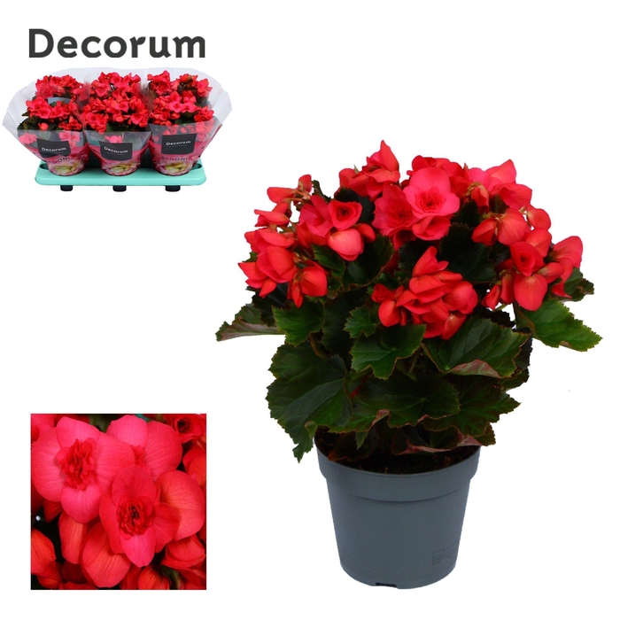 <h4>Begonia 14 cm Serena paars Decorum</h4>