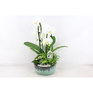 arr2 PL - Ker. pot verde Phal. 285/3