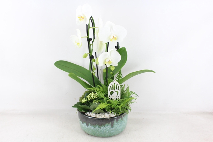 <h4>arr2 PL - Ker. pot verde Phal. 285/3</h4>