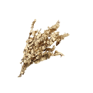 Eucalyptus Preserved Gold Espiral