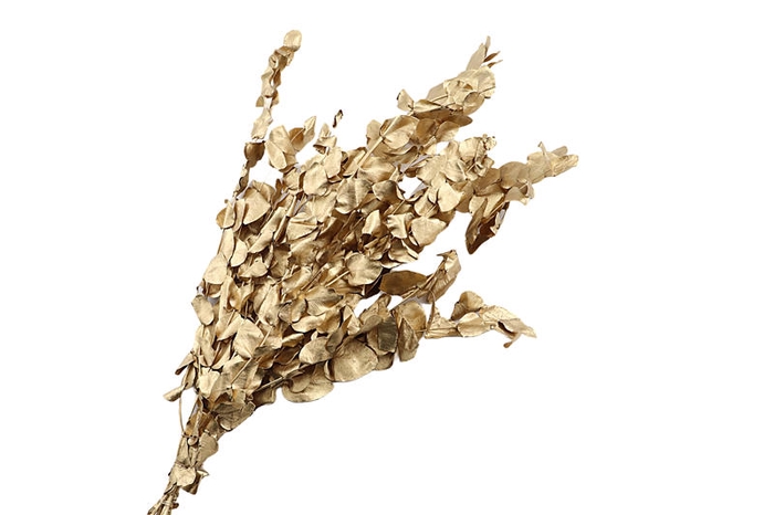 <h4>Eucalyptus Preserved Gold Espiral</h4>