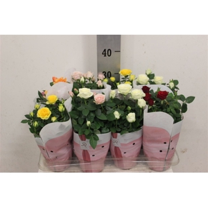 Rosa Amorosa mixed