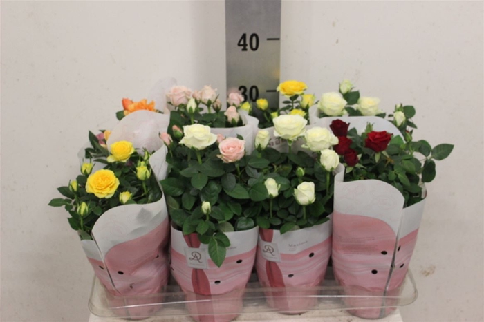<h4>Rosa Amorosa mixed</h4>