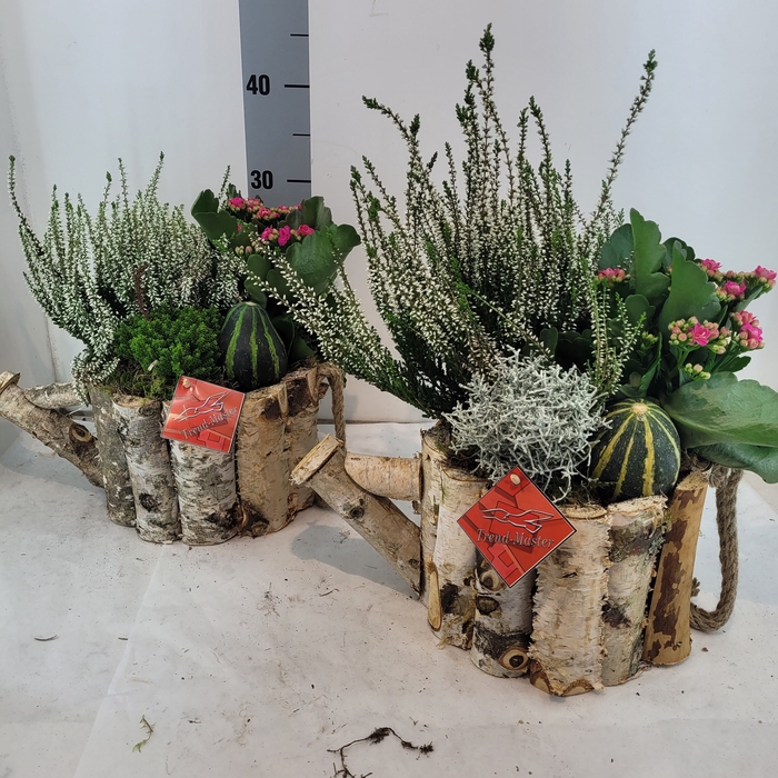 <h4>ARR TUINPLANTEN</h4>