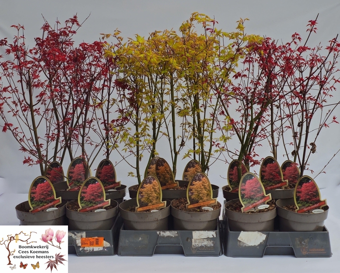 <h4>ACER PALMATUM</h4>