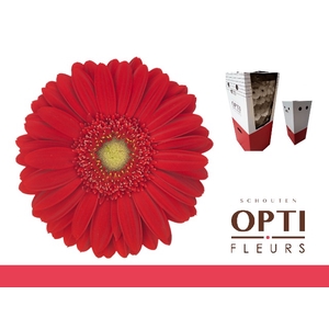 Gerbera Carambole Aquabox