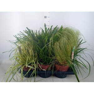 Carex   ...mix