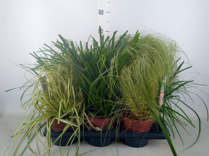 <h4>Carex   ...mix</h4>