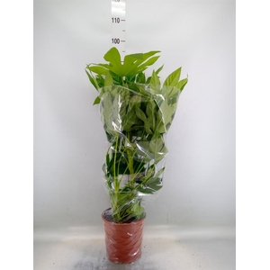 Fatsia japonica   ...