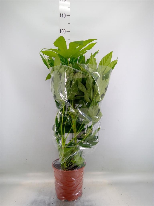 <h4>Fatsia japonica   ...</h4>