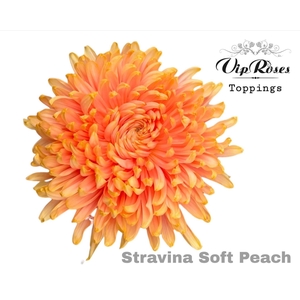 CHR G STRAVINA Paint SOFT PEACH