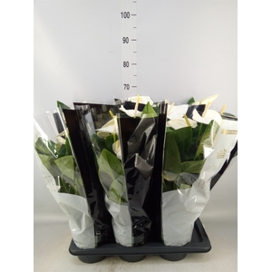 Anthurium andr. 'Alaska'