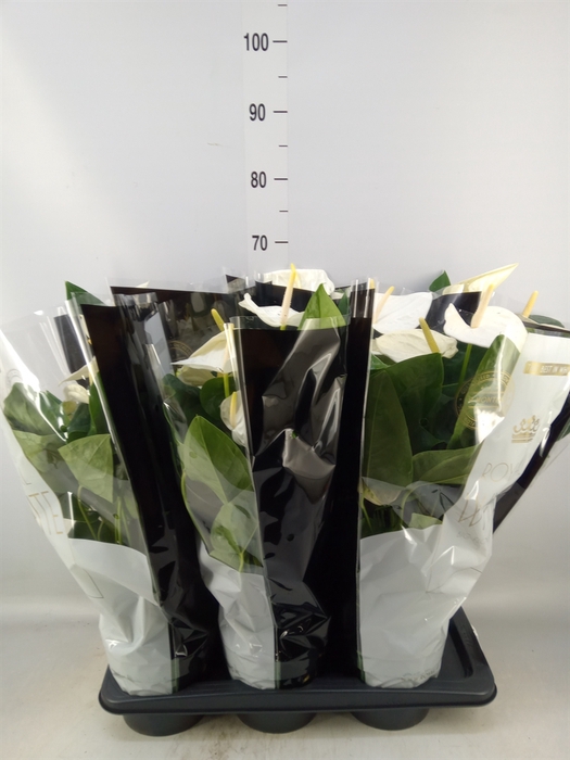 <h4>Anthurium andr. 'Alaska'</h4>