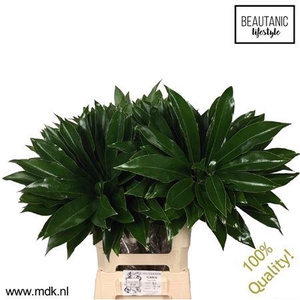 Philodendron Fun Bun 65 cm MDK