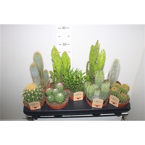 Cactus Gem