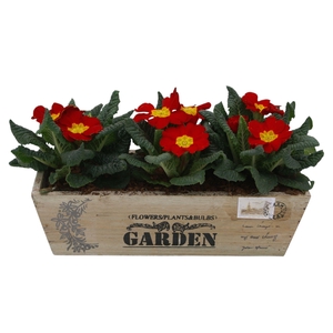 Primula kistje op kleur 304