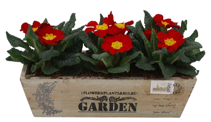 <h4>Primula kistje op kleur 304</h4>