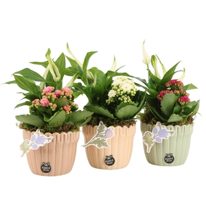 21917: Contradiction arrangement