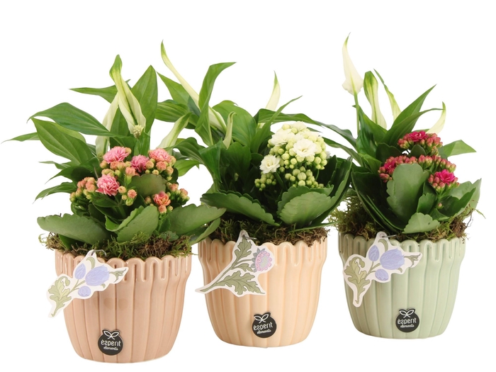 <h4>21917: Contradiction arrangement</h4>