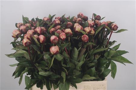 <h4>Paeonia L Gardenia</h4>