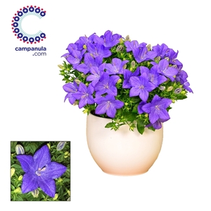 Campanula 'Napoli' Melanie