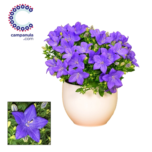 <h4>Campanula 'Napoli' Melanie</h4>