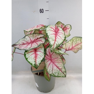 Caladium   ...