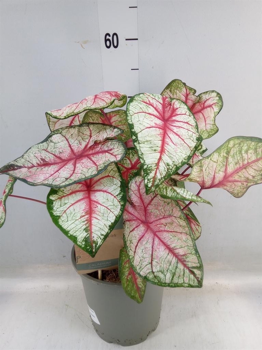 <h4>Caladium   ...</h4>