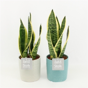 Sansevieria trifasciata Futura Superba in Tess keramiek